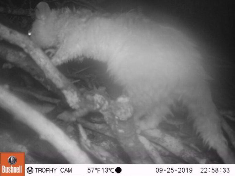 Quando o gavião-real não está, as cuícas fazem a festa e roem até os ossos; vídeo