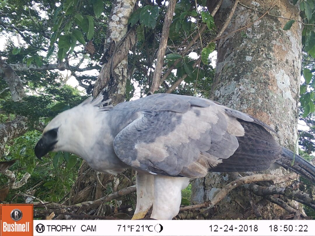 Ninho de gavião-real em Mato Grosso