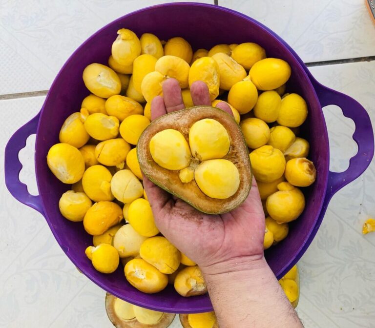 Piquiá: fruto é um dos tesouros escondidos da Amazônia