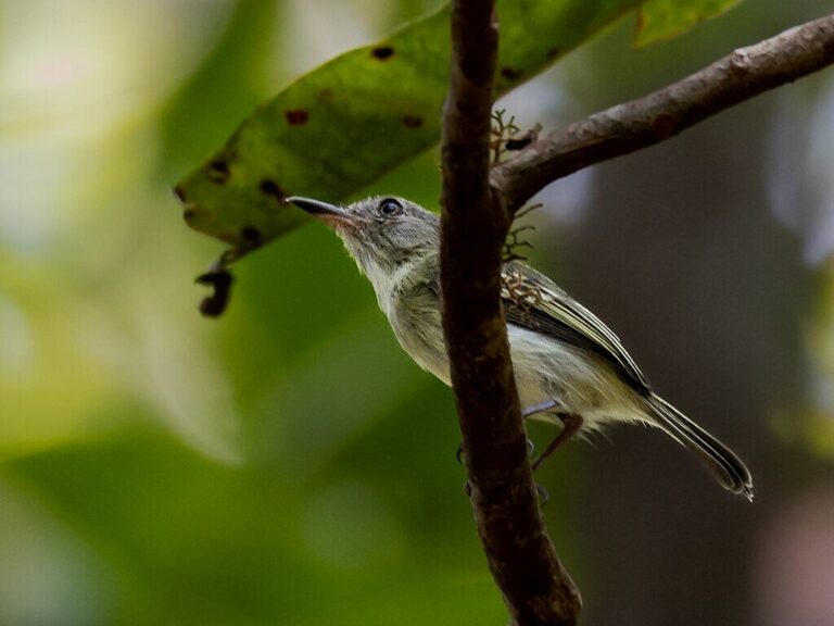 Maria-da-campina: a ave amazônica que desapareceu por mais de um século e foi redescoberta