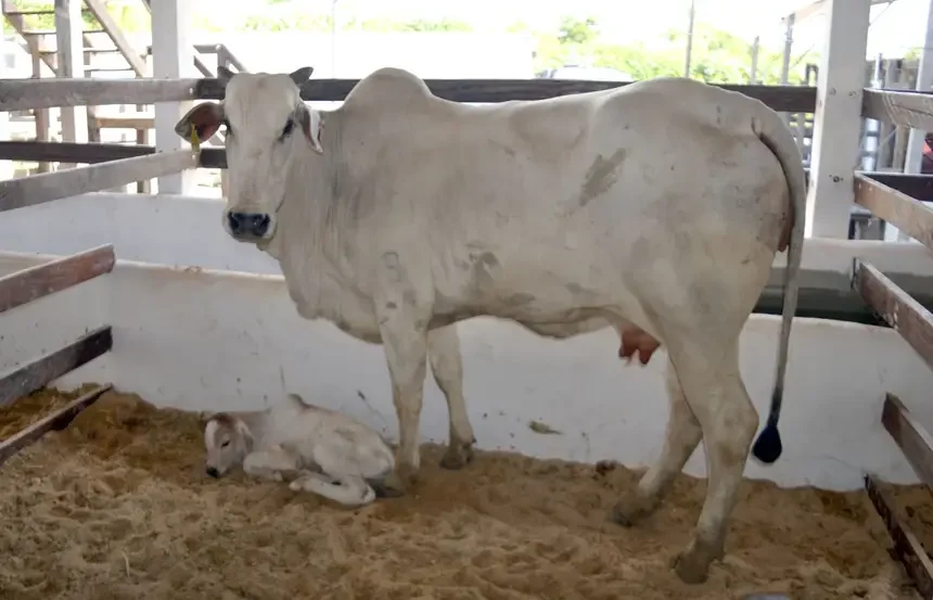 mascote bezerra Expofeira Amapá