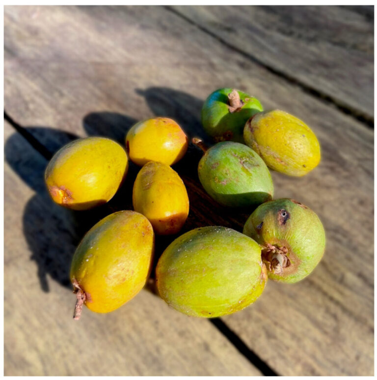 Você conhece o cutiribá, fruto amazônico “primo” do abiu?