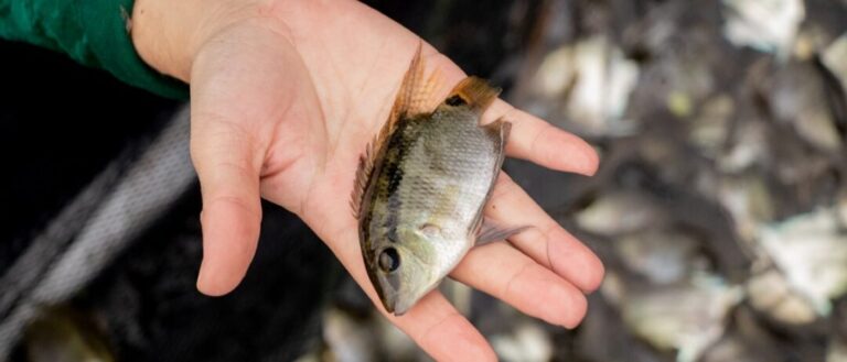 Pesquisadores buscam entender como ecossistemas tropicais são tão diversos