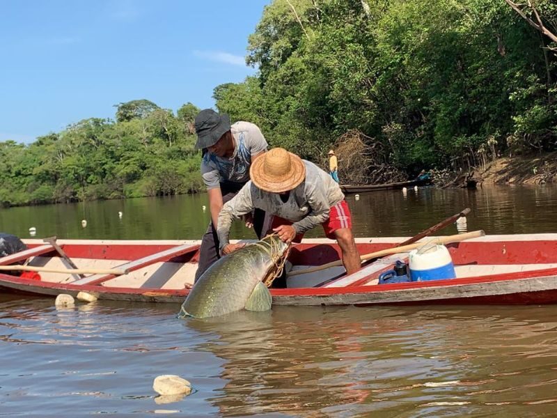 manejo de pirarucu no amazonas