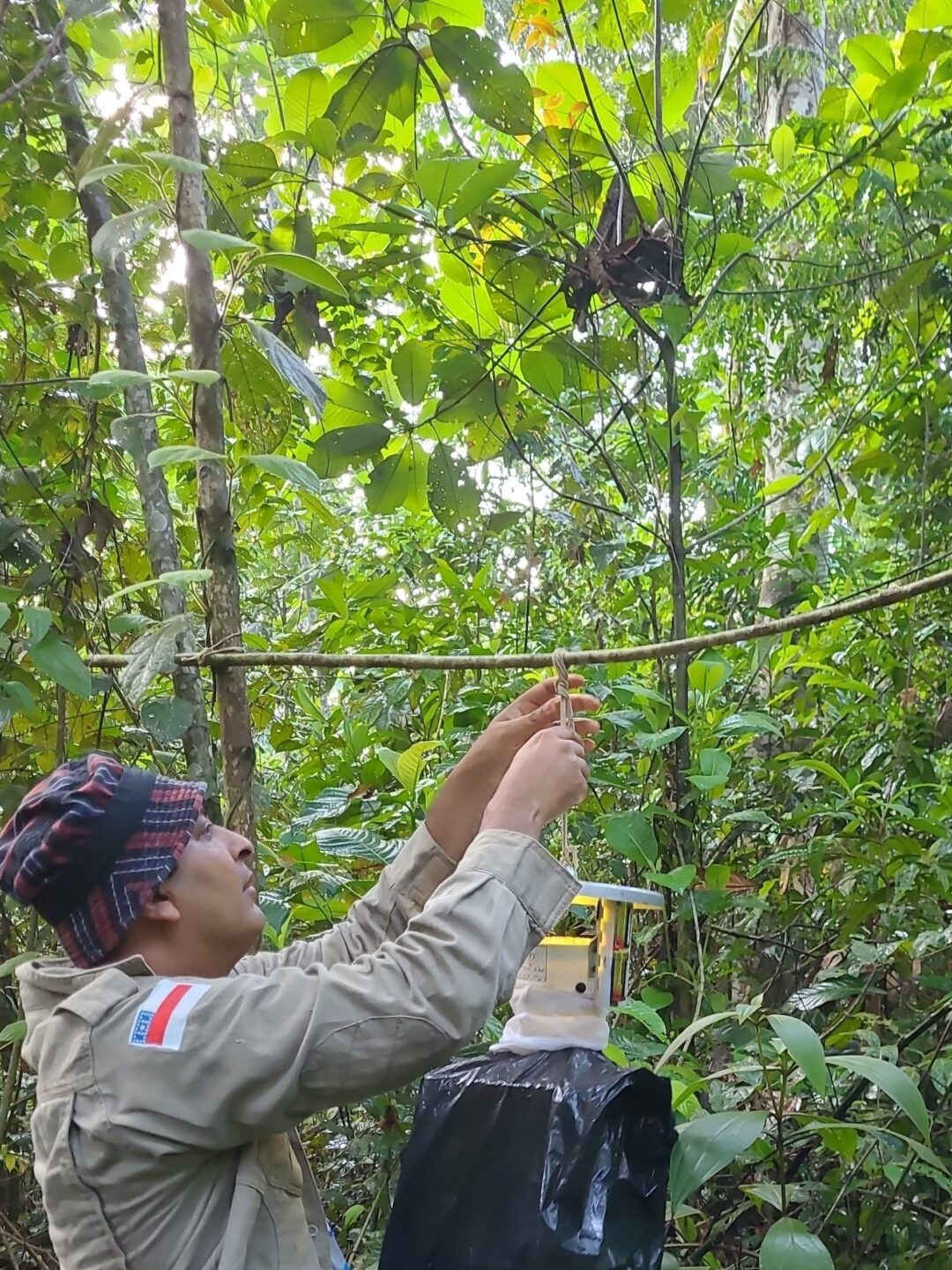 levantamento da Fiocruz avalia como a degradação ambiental pode influenciar a dinâmica de circulação de vírus