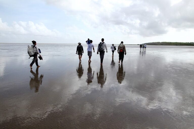 Projeto monitora proteção da fauna marinha no litoral de Norte ao Nordeste
