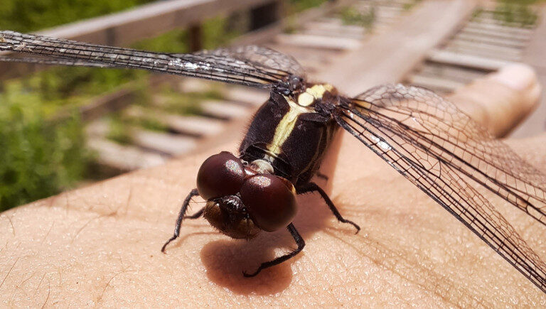 Protocolo para coleta e inventário de insetos aquáticos é criado por pesquisadores da Amazônia