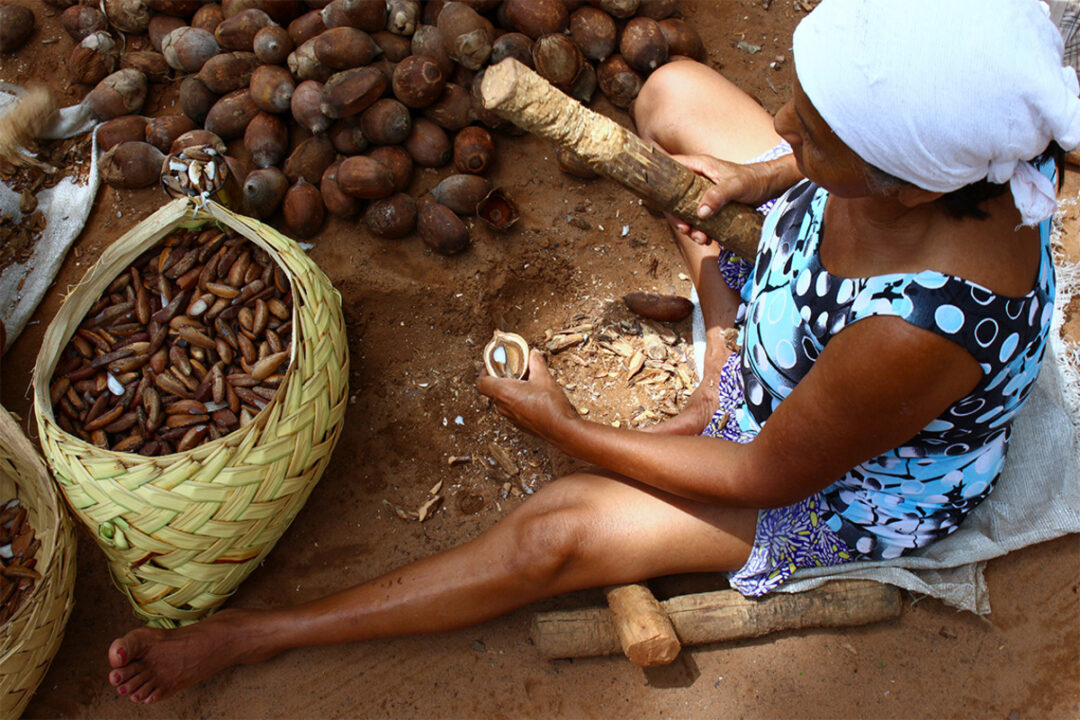 quebradeiras de coco no maranhao - grupo faz parte da carta produzida pelo teia