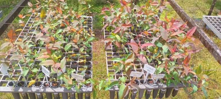 Tecnologia sustentável é desenvolvida para produção de mudas florestais em Mato Grosso