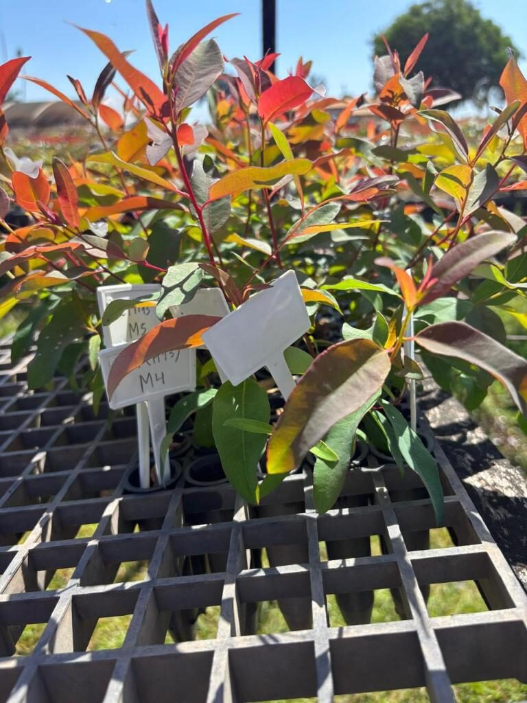 tecnologia-sustentável-mudas-florestais-MT-foto-Pedro-Simões-Acervo-pessoal