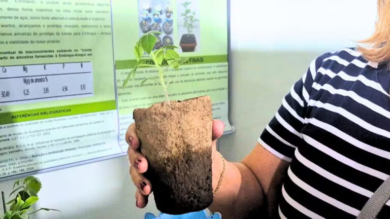Com caroço de açaí e argila, tubete orgânico é criado em escola pública de Macapá