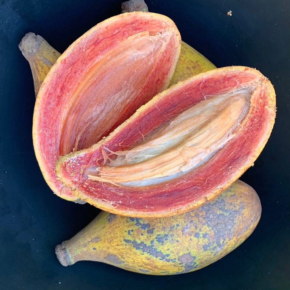 Fruto Amazônico chamado de Ucuqui 