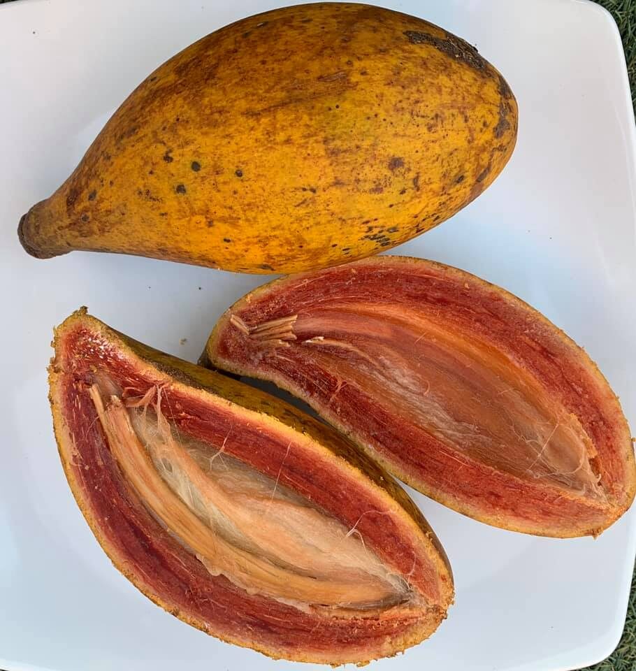 Fruto Amazônico conhecido como Ucuqui 