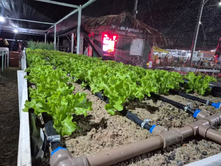 Cultivo de alface em areia e caroços de açaí é testado como alternativa sustentável no Amapá