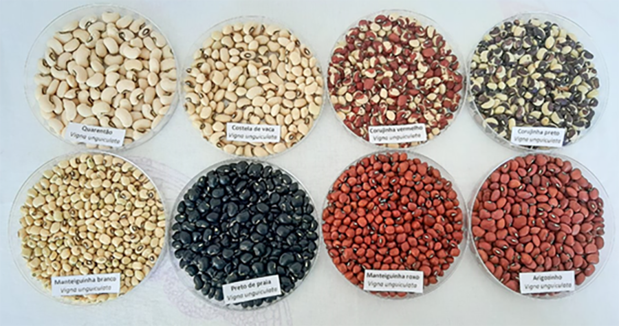Feijões amazônicos: pesquisa revela diversidade e alto valor nutricional
