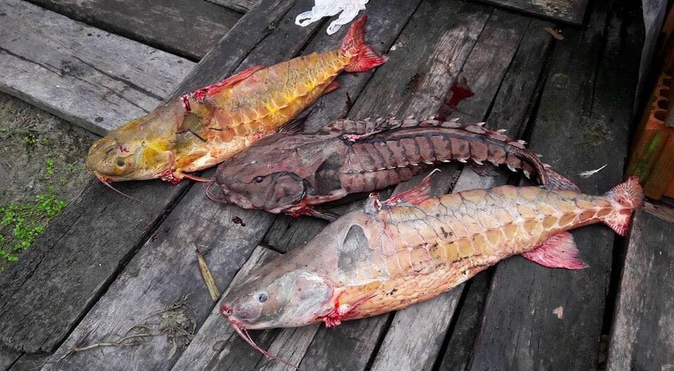Imagem colorida mostra três peixes Bacu-pedra pescados