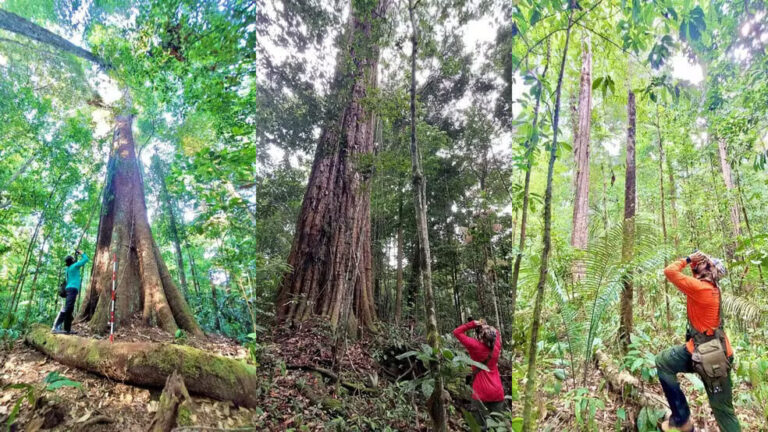 Amazônia abriga atualmente 55 milhões de árvores gigantes, revela estudo