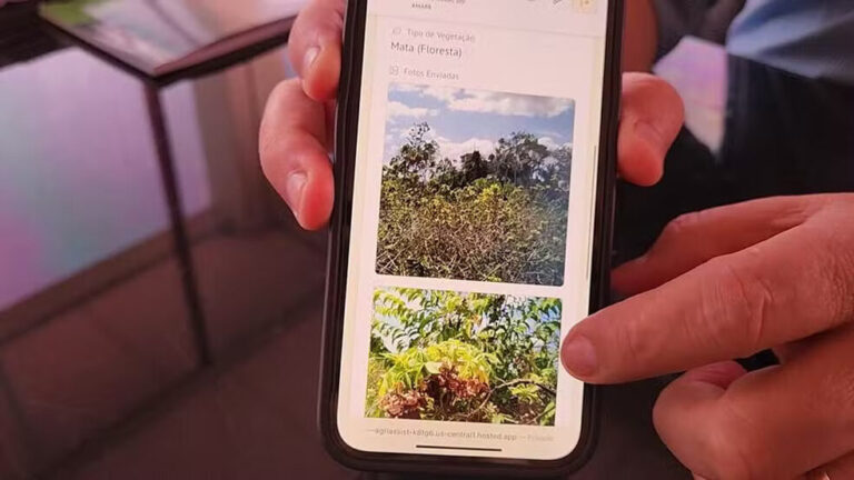 Aplicativo gratuito ajuda agricultores do Amapá a combater praga em lavouras de mandioca