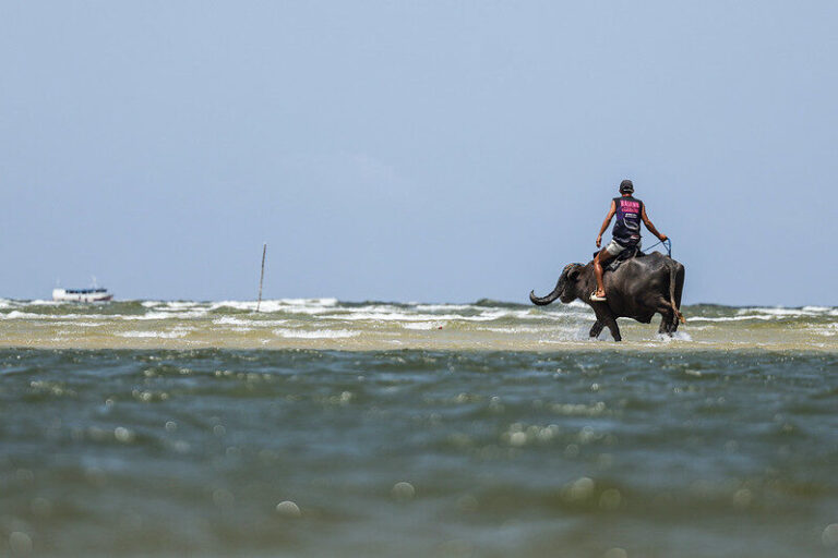 Atlas reúne pesquisas sobre doenças de búfalos no Brasil