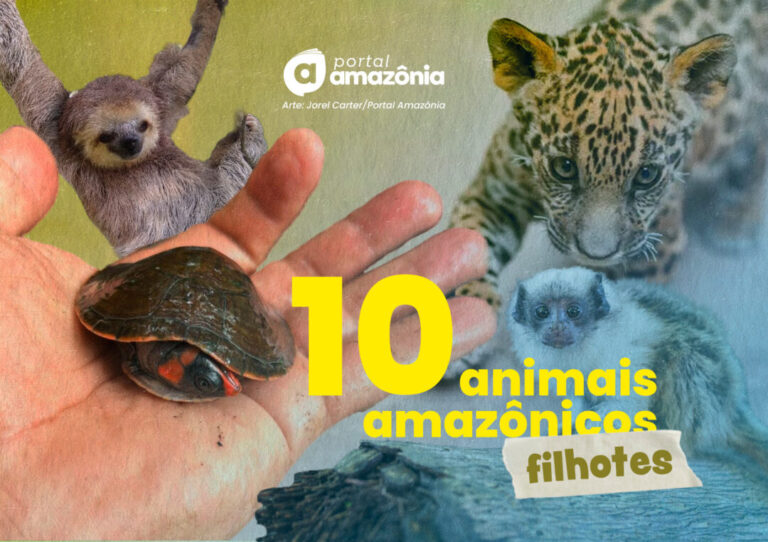 Especial Dia das Crianças: você conhece as versões “crianças” de animais amazônicos? 