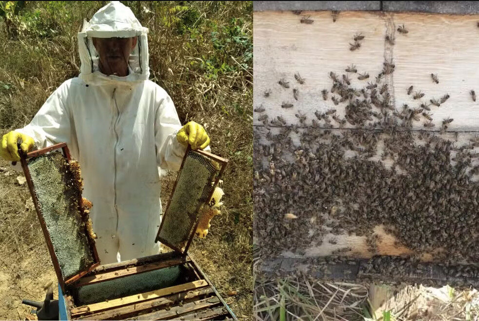Apicultor transforma tradição do pai em fonte de renda em Rondônia
