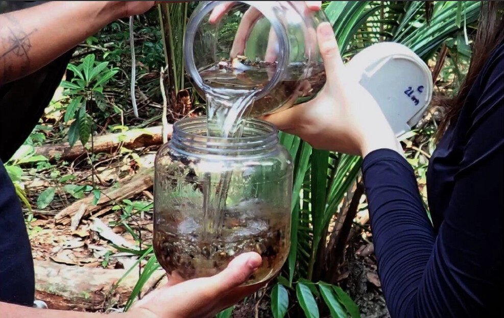 Pesquisador apresenta novo método para estudar insetos na Amazônia