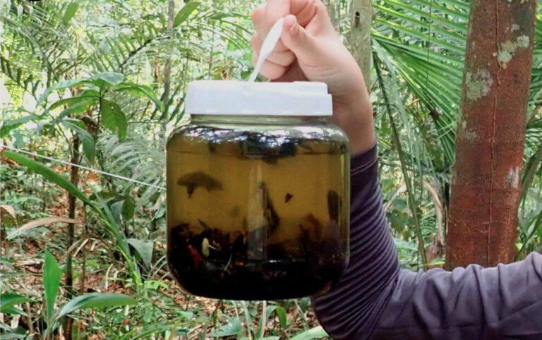 Pesquisador apresenta novo método para estudar insetos na Amazônia