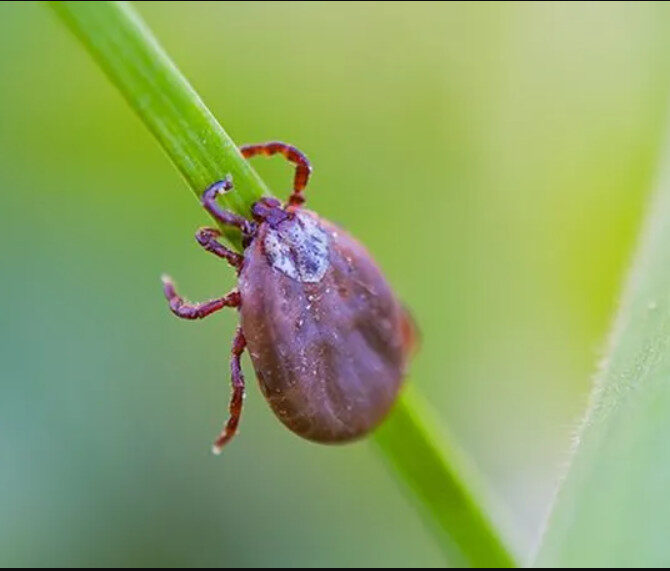Carrapatos. Foto: Ministério da Saúde