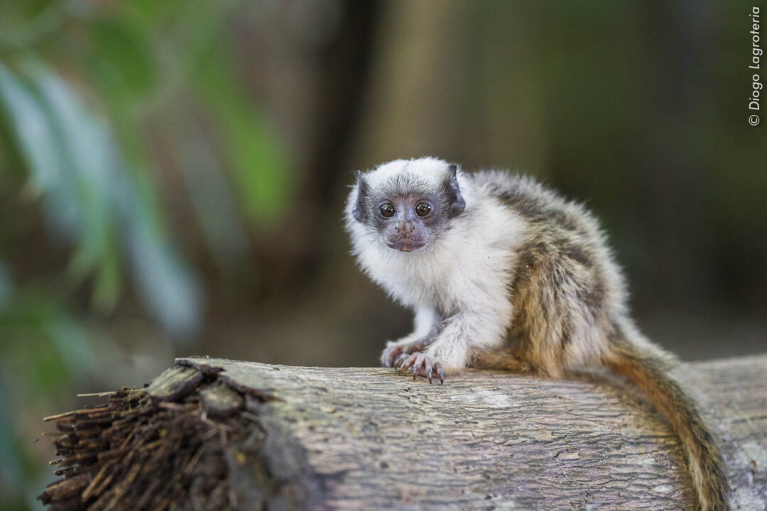 Sauim de coleira criança