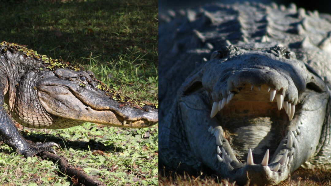Imagem colorida mostra jacaré a esquerda e crocodilo a direita