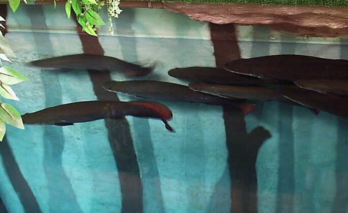 Imagem colorida mostra pirarucus em rio de água clara na Amazônia, um dos peixes que vivem na Amazônia