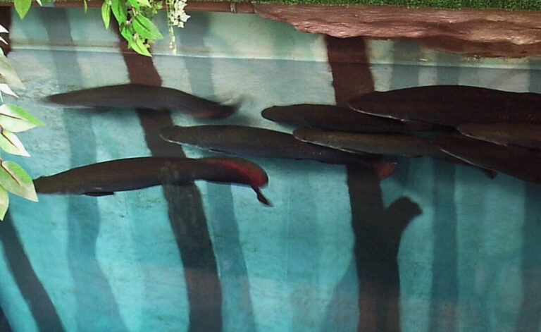 Ciclo de reprodução de peixes na Amazônia é determinado pelos rios; biólogo explica