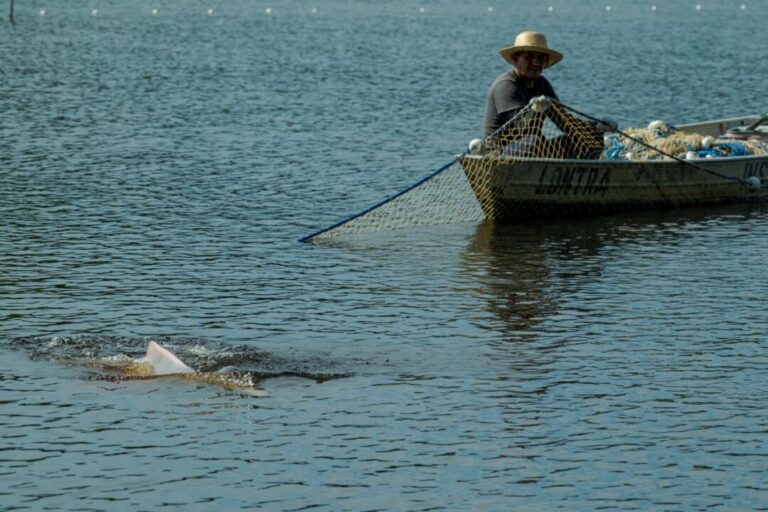 Captura científica de botos-vermelhos busca compreender ecologia e saúde da espécie na Amazônia Central