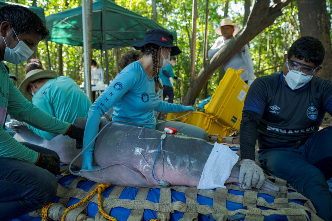 equipe monitora boto vermelho