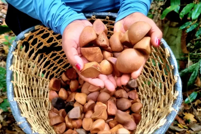 Associação de mulheres extrativistas lança protocolo biocultural no Amapá