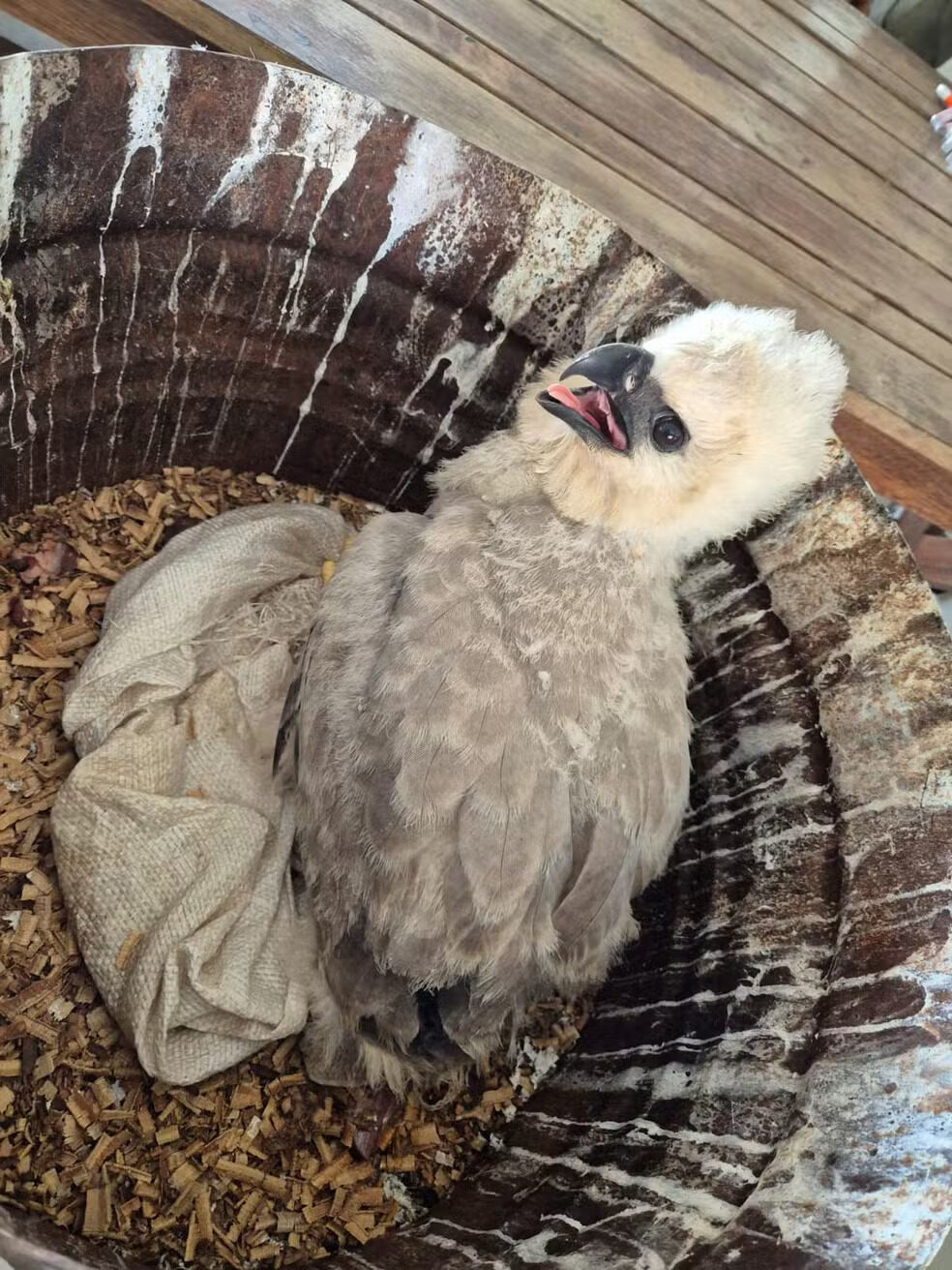 Projeto Harpia pede ajuda para encontrar ninho de filhote de gavião-real, também conhecido como harpia, resgatado em Novo Airão, no Amazonas. 