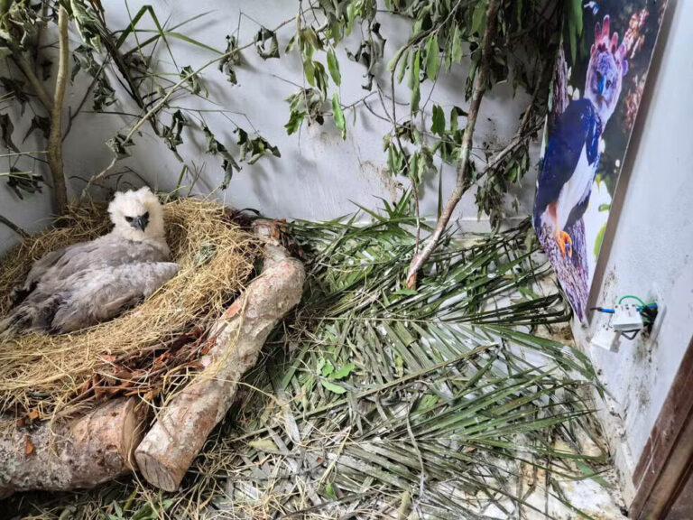 Projeto Harpia pede ajuda para encontrar ninho de filhote de harpia resgatado em Novo Airão, no Amazonas