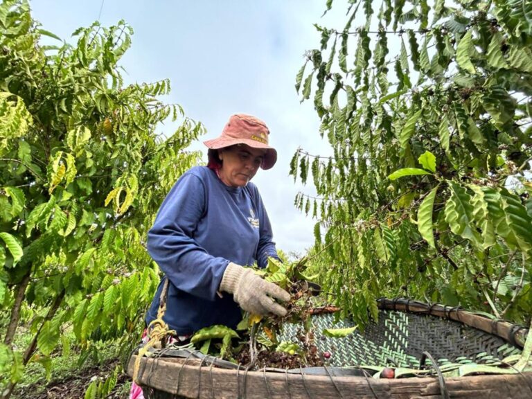 Mulheres que cultivam o futuro: a força feminina no campo de Porto Velho