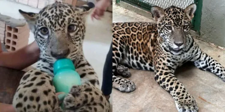 Humanos convivendo com onças-pintadas: histórias de interação com um dos gigantes da Amazônia