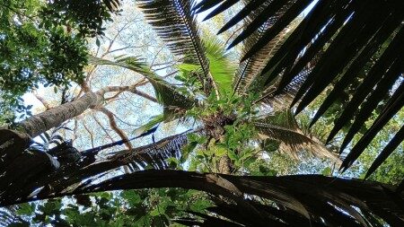 Palmeiras são ‘caixas d’água’ da Amazônia, indica estudo