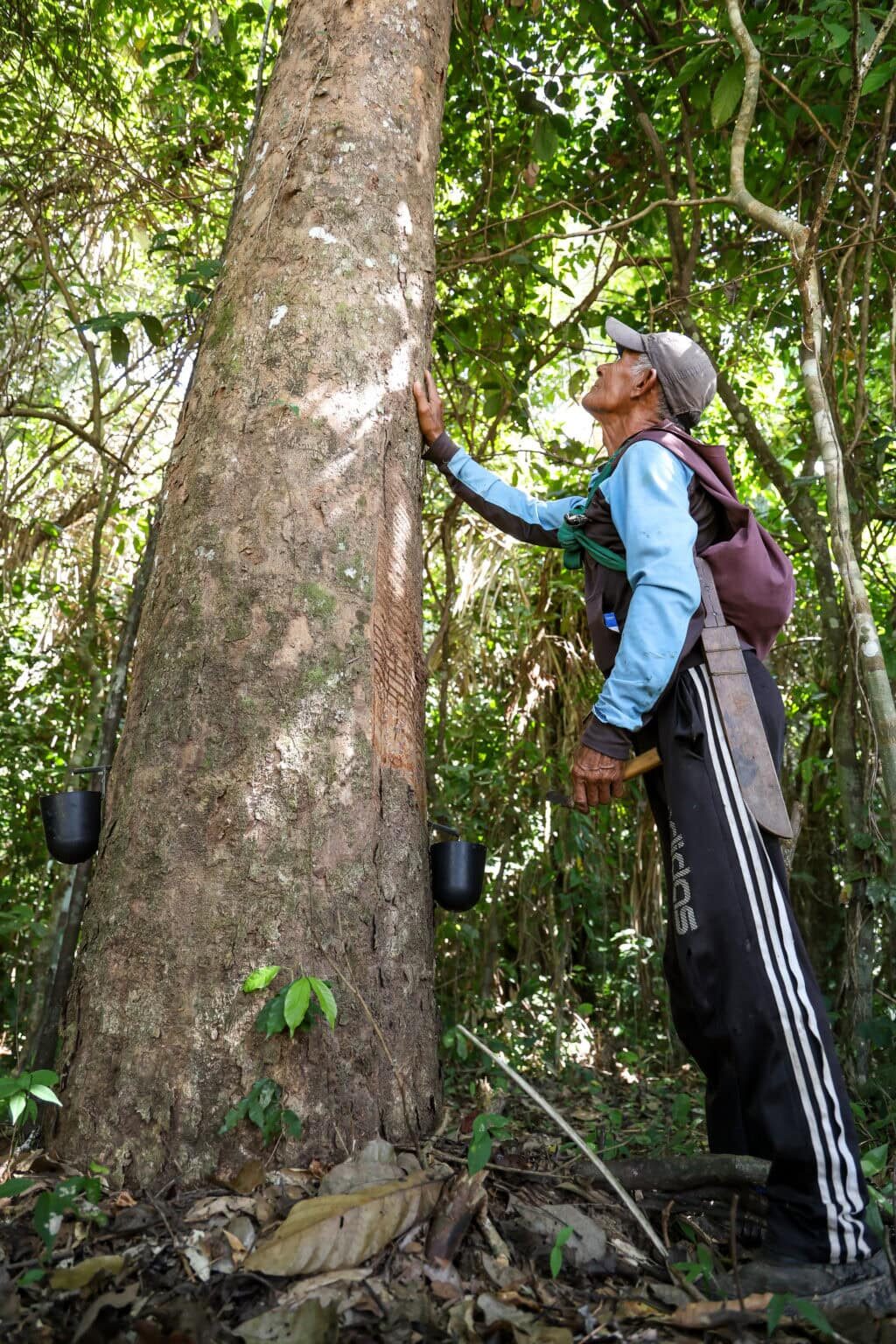 SERINGUEIRO PEDRO REZENDO COLETA BORRACHA
