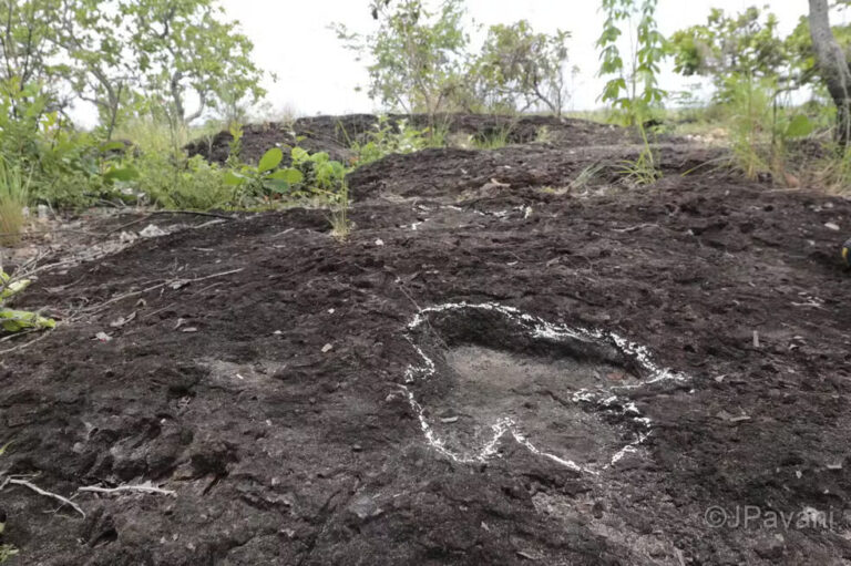 Pegadas de dinossauros de mais de 100 milhões de anos são descobertas em Roraima