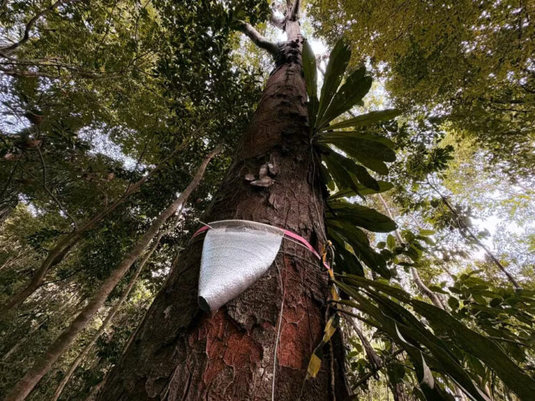 Volume de água liberado por árvores na atmosfera é medido no Amapá