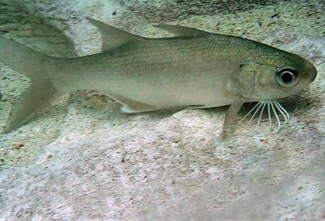 Nova espécie de crustáceo é descoberta no litoral maranhense