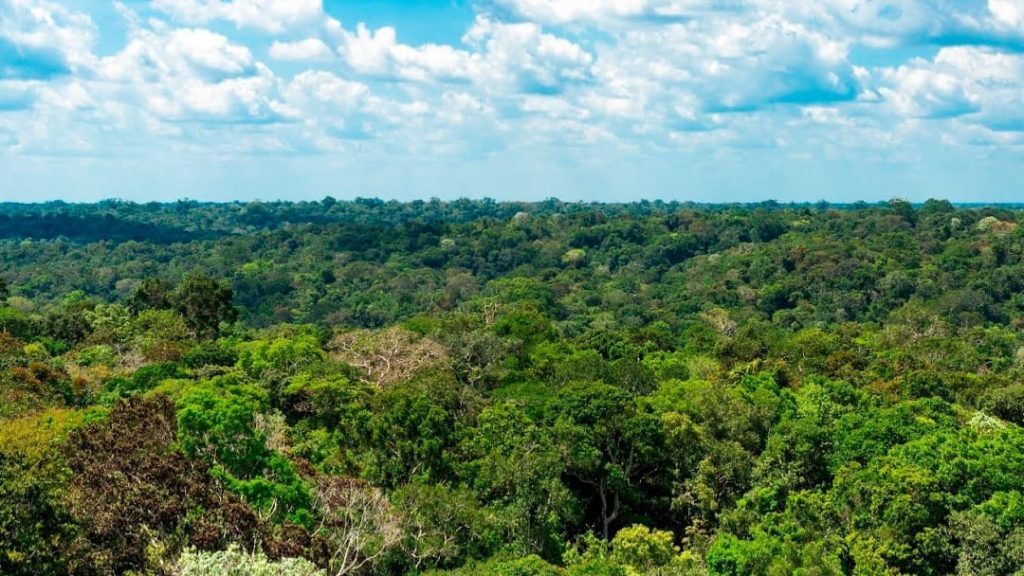 floresta sem focos de calor ou queimadas no amazonas