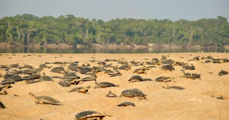 Desova de quelônios inicia com atraso pelo segundo ano consecutivo em Rondônia