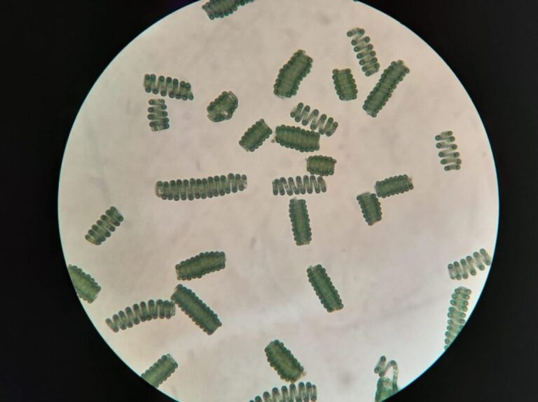 Produção inovadora da espirulina ganha destaque no Amapá