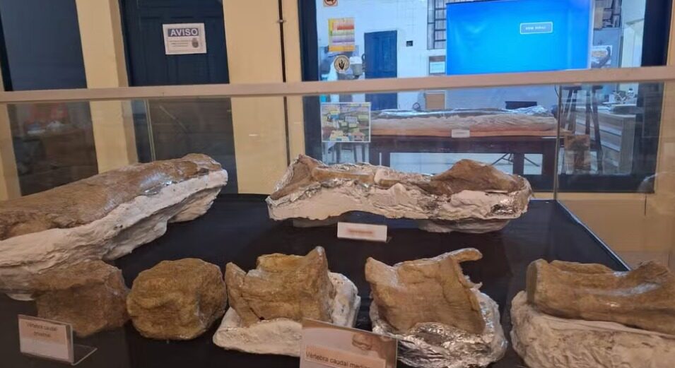 Imagem colorida mostra exposição dos ossos de dinossauro