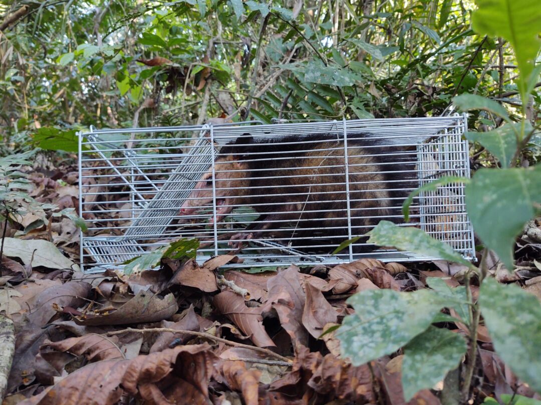Carrapato da espécie Amblyomma crassum foi encontrado em mucura, durante trabalho de coleta de carrapatos.