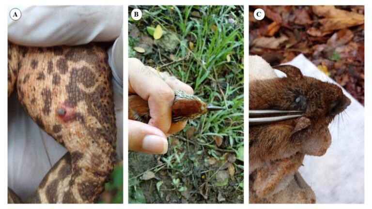 Duas novas espécies de carrapatos encontradas no Acre são preocupantes?